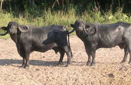El búfalo de agua está habilitado para la caza deportiva en todo el territorio nacional, sin límite de cantidad ni de tiempo.