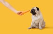 Lo que muchas familias interpretan como terquedad suele responder a un principio básico del aprendizaje animal: los perros repiten las conductas que les dieron un resultado valioso.