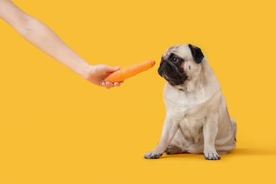 Perro de la raza pug.