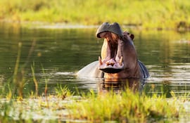 Hipopótamo en Okavango, Botsuana.