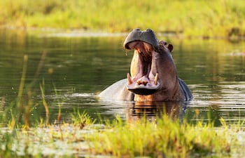 Hipopótamo en Okavango, Botsuana.