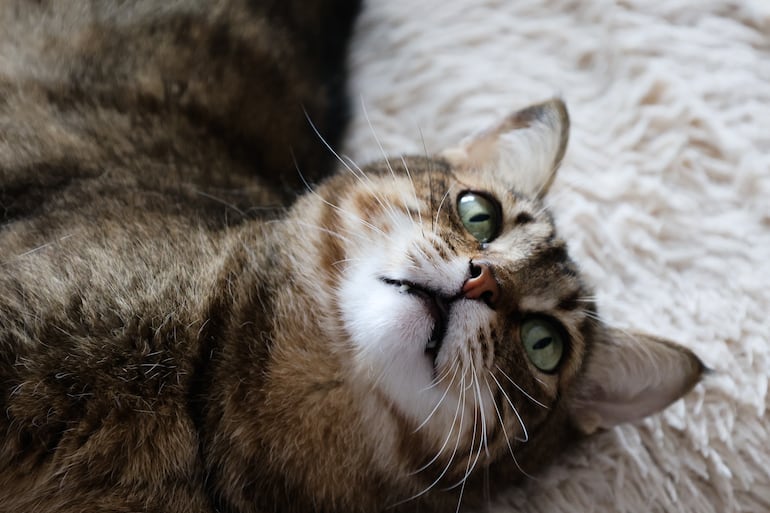 ¿Los gatos también pueden detectar enfermedades como los perros?