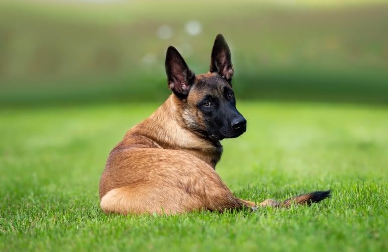 Perro pastor belga Malinois.