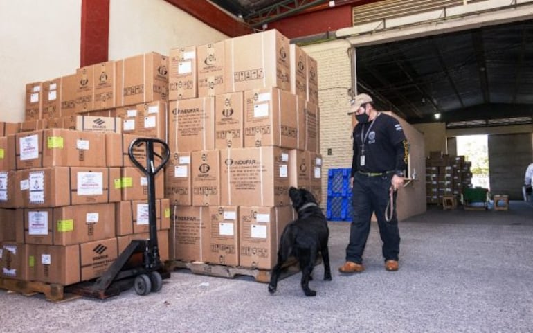 Rocky, el agente canino de la Senad que será homenajeado mañana por la Junta Municipal de Asunción.