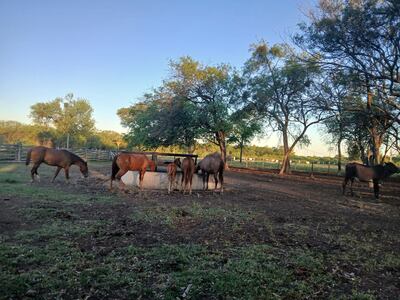 Panorama bien diferente a la que se tenía durante la sequía se vive en los campos ganaderos del Alto Paraguay con las lluvias que se están registrando.