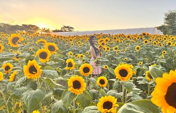 El campo de girasoles de Cabañas deslumbra por su belleza y se convierte en el escenario perfecto para capturar fotos inolvidables.