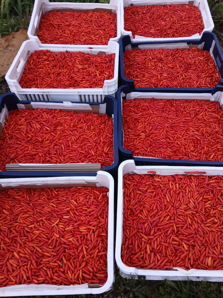 Producción de ají.