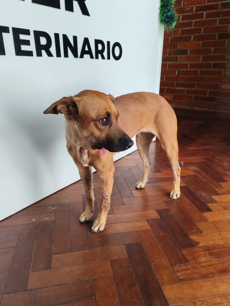 Canela, la perrita herida en el hocico con un cebollón durante las fiestas de Año Nuevo en Areguá.