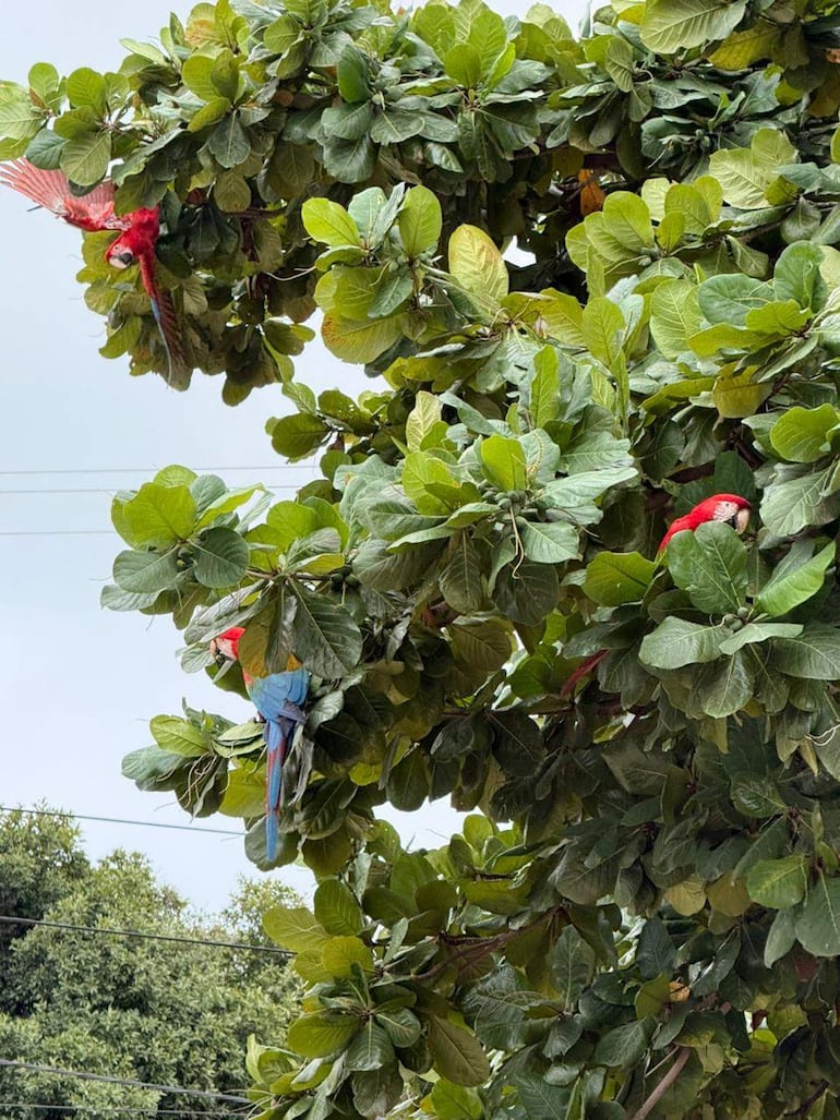 Video: tres gua’a pytã aparecen en zona urbana de Vallemí
