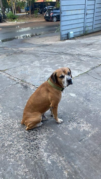 Perro de pelaje marrón claro y manchas blancas, con collar verde, sentado en un pavimento con vegetación y vehículos de fondo.