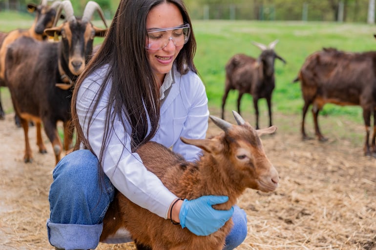 Veterinaria atiende una cabra.