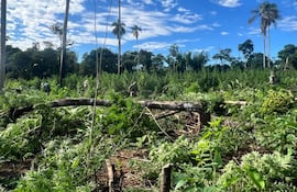 Cinco individuos vestidos con ropa camuflada caminan por vegetación densa bajo un cielo despejado.