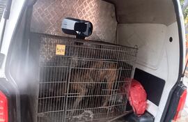 Perro dentro de una jaula en una camioneta