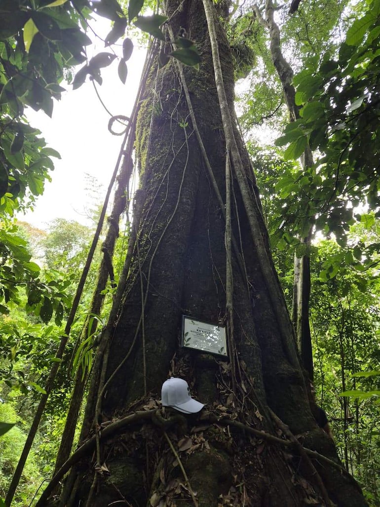 Árbol robusto en la selva con gorra blanca sobre sus raíces y placa informativa en la base.