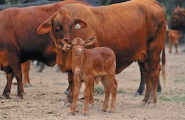 El sector pide rentabilidad para la retención de vientres para aumentar el stock bovino (Foto: Asociación de Criadores de Brangus del Paraguay)