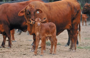 El sector pide rentabilidad para la retención de vientres para aumentar el stock bovino (Foto: Asociación de Criadores de Brangus del Paraguay)