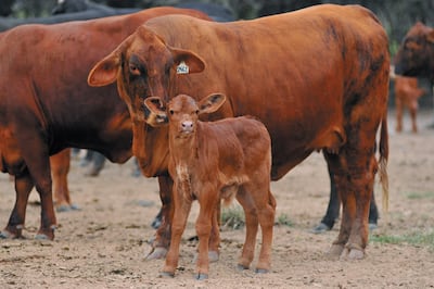 El sector pide rentabilidad para la retención de vientres para aumentar el stock bovino (Foto: Asociación de Criadores de Brangus del Paraguay)