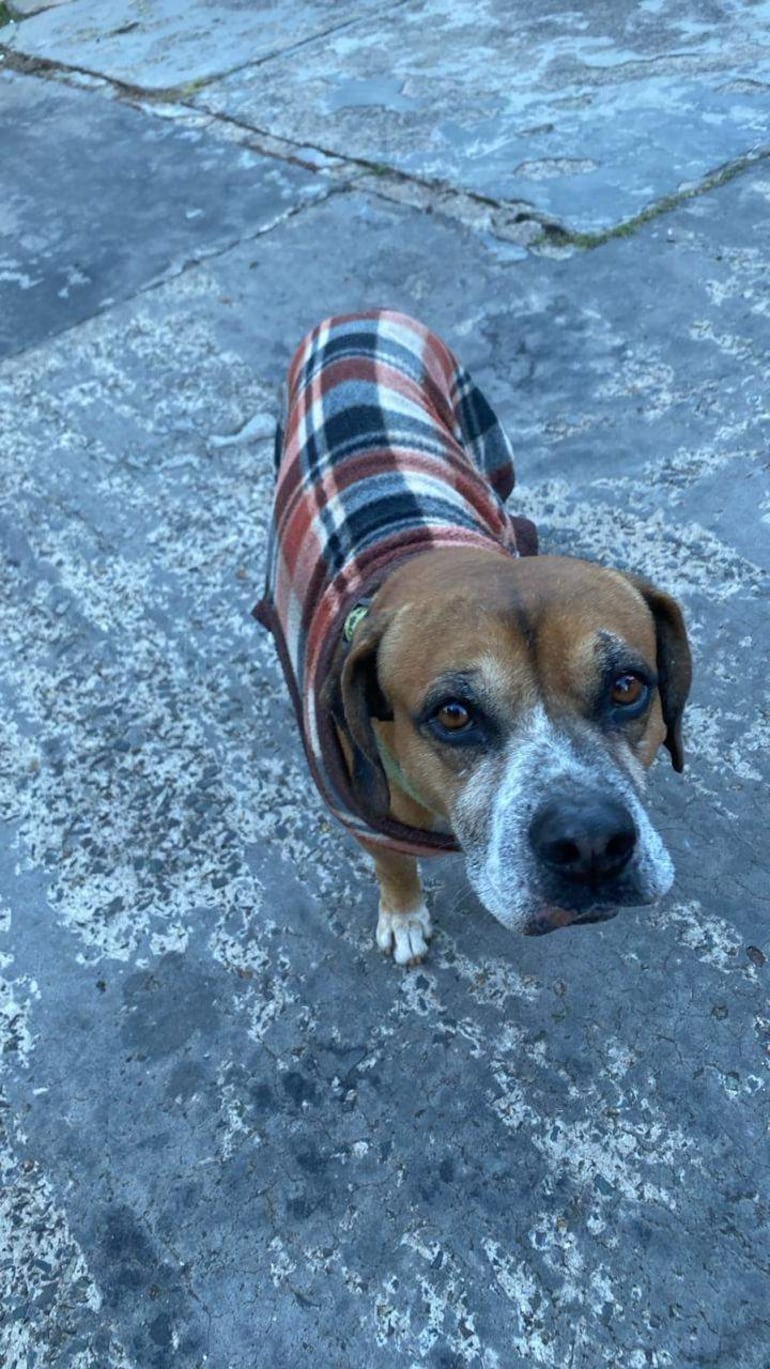 Perro de raza mixta, Octavio, en abrigo a cuadros, posando en un área exterior con suelo rugoso.