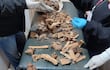Investigadores con guantes analizan restos óseos en un laboratorio, enfocándose en piezas cubiertas de tierra.