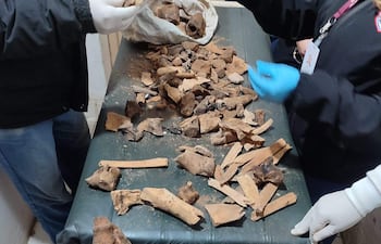 Investigadores con guantes analizan restos óseos en un laboratorio, enfocándose en piezas cubiertas de tierra.