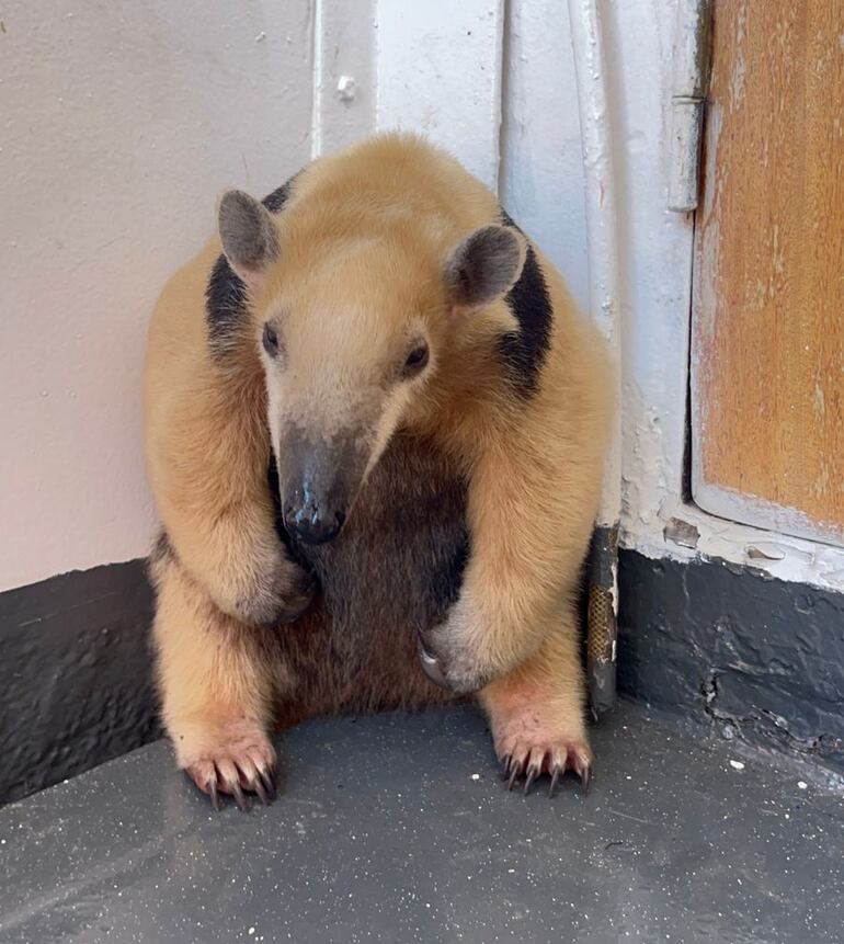 Rescate a bordo: salvan a un oso melero encontrado en un remolcador
