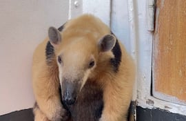 Rescatan a oso melero que abordó un remolcador en San Antonio. Bomberos, técnicos del Mades y la Armada colaboraron tras el pedido de los tripulantes.
