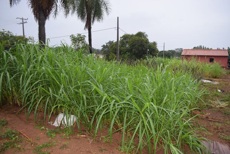 El pasto camerún y otras pasturas son los principales beneficiados con las lluvias en Carapeguá.