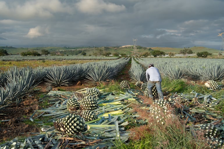 Agave azul, materia prima del Tequila.