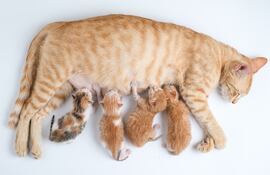 Gato y sus crías.