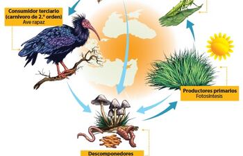Cadenas y redes tróficas