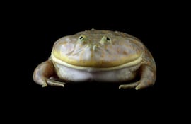 Lepidobatrachus laevis.