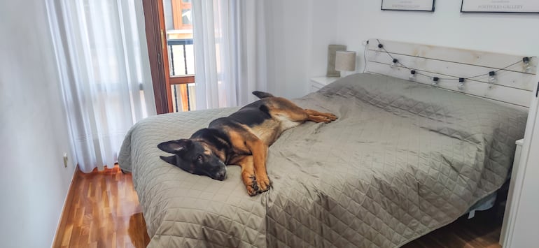 Perro pastor alemán.