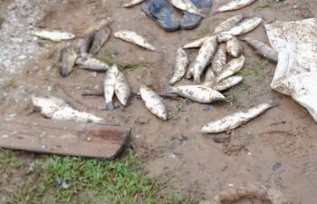 Pobladores de Itapé reclaman justicia tras la mortandad de peces registrada días atrás en el río Tebicuarymí.