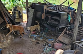 Dos perros son encontrados viviendo en malas condiciones y sin los cuidados necesarios.