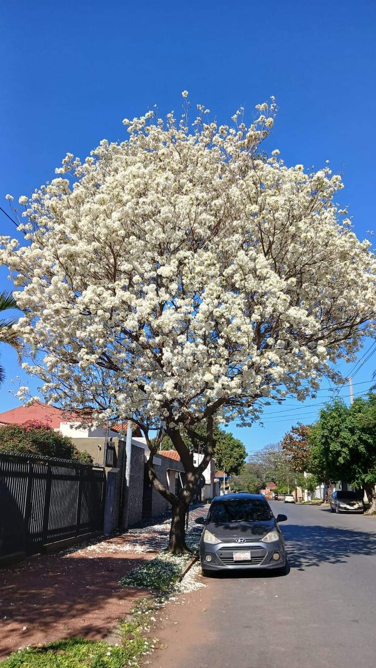 Árbol de flores blancas con camioneta oscura estacionada en una calle, rodeada de vegetación y casas de techos rojos.