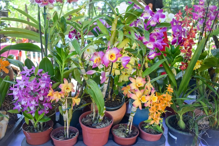 Las orquídeas son las flores más apreciadas por los visitantes de la Expoferia Yvoty Rape.