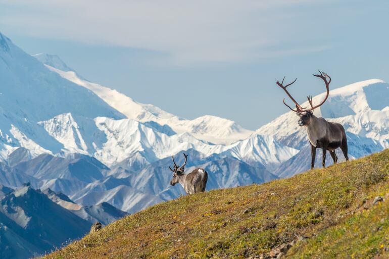 Caribúes, Parque Nacional Denali en Alaska.