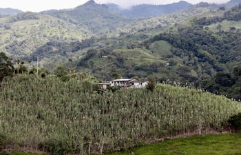 Una verde y exuberante vegetación es la puerta de entrada al Chocó Andino, una reserva de la biosfera de excepcional riqueza natural y cultural.