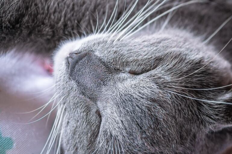Gato Chartreux.