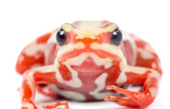 Fotografía cedida por Puce-Bioweb que muestra a la rana Epipedobates anthonyi. La muerte del opositor ruso Alexéi Navalni, ocurrida en 2024, ha vuelto al debate internacional tras las acusaciones de varios gobiernos europeos de que fue envenenado con epibatidina, una toxina aislada originalmente de una rana que habita en el suroccidente de Ecuador y el norte de Perú.