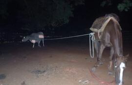 Hechos de abigeato se producen casi semanalmente en Yuty.