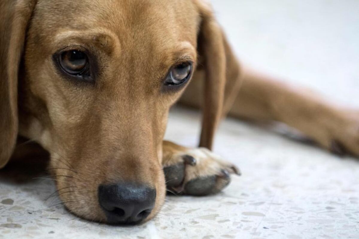 Imputan a dos adolescentes tras viralizarse video en el que ahorcaban a un perro