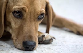 Al mencionar “crueldad” no solo se discute la violencia entre personas, sino también hacia los animales.