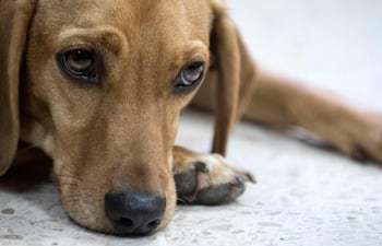 Al mencionar “crueldad” no solo se discute la violencia entre personas, sino también hacia los animales.