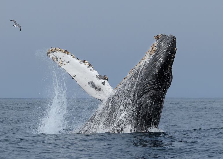 Ballena jorobada en Monterrey, California.