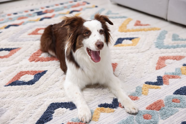 Un perro de la raza border collie descansa sobre una alfombra.