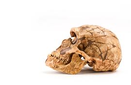 Imagen ilustrativa de cráneo de neandertalensis .