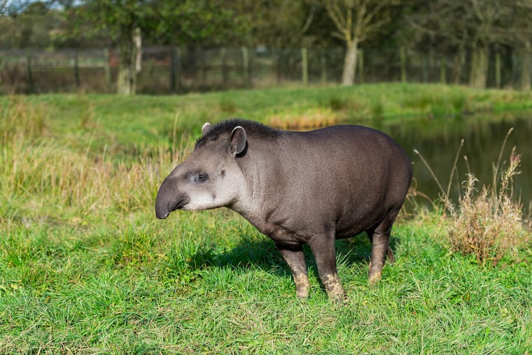 Tapir de baja tierra (Tapirus terrestres) o Tapir sudamericano.