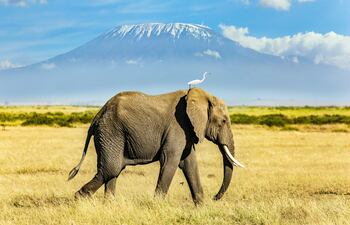 Elefante con el Kilimanjaro de fondo.