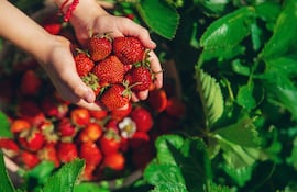Desde Areguá la frutilla se expandió por todo el país.